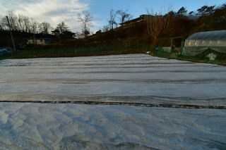 산 아래님의 마늘 · 일상 작성글 사진