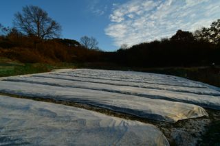 산 아래님의 마늘 · 일상 작성글 사진