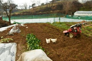 산 아래님의 마늘 · 일상 작성글 사진