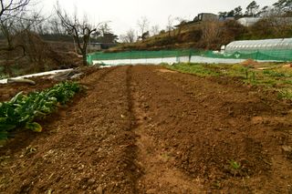 산 아래님의 마늘 · 일상 작성글 사진