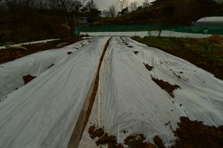 산 아래님의 마늘 · 일상 작성글 사진