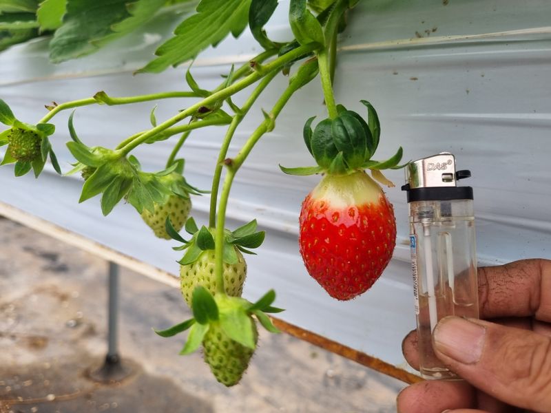 강길구님의 장터 판매 상품 [딸기 500g ] 첨부 사진