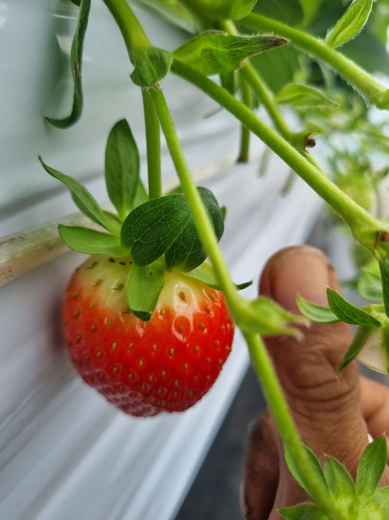 강길구님의 장터 판매 상품 [딸기 500g ] 첨부 사진