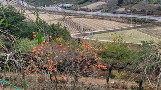 보성골망태정원 님의 기타작물 · 자유게시판 작성글 사진