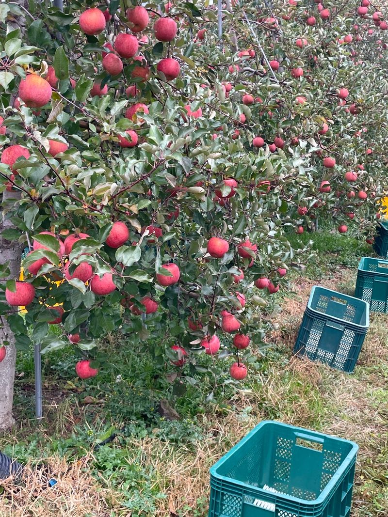 조순자님의 장터 판매 상품 [청송 부사 사과 5kg, 10kg ] 첨부 사진