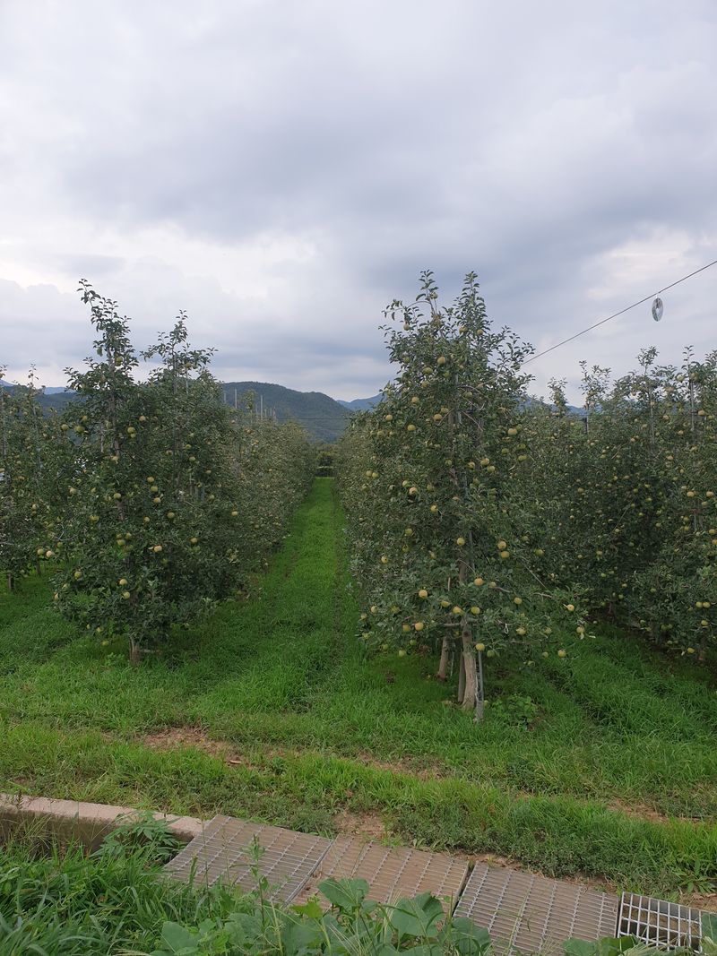 조순자님의 장터 판매 상품 [청송 부사 사과 5kg, 10kg ] 첨부 사진