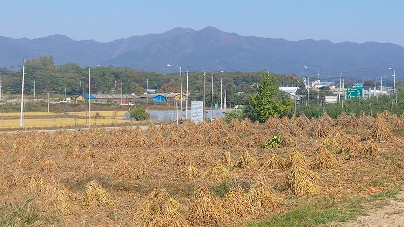 장터 상품 [2022년 재배한 백태(메주콩)] 썸네일