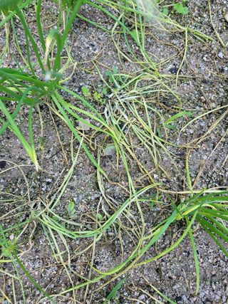 골말님의 파 · 병해충상담 작성글 사진