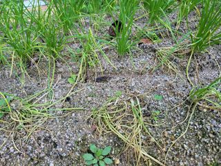 골말님의 파 · 병해충상담 작성글 사진