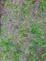 팜모닝 파·병해충상담 게시글 이미지