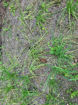 골말님의 파 · 병해충상담 작성글 사진