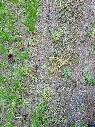 골말님의 파 · 병해충상담 작성글 사진