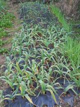 팜모닝 마늘·마늘 쪽 비대기 게시글 이미지