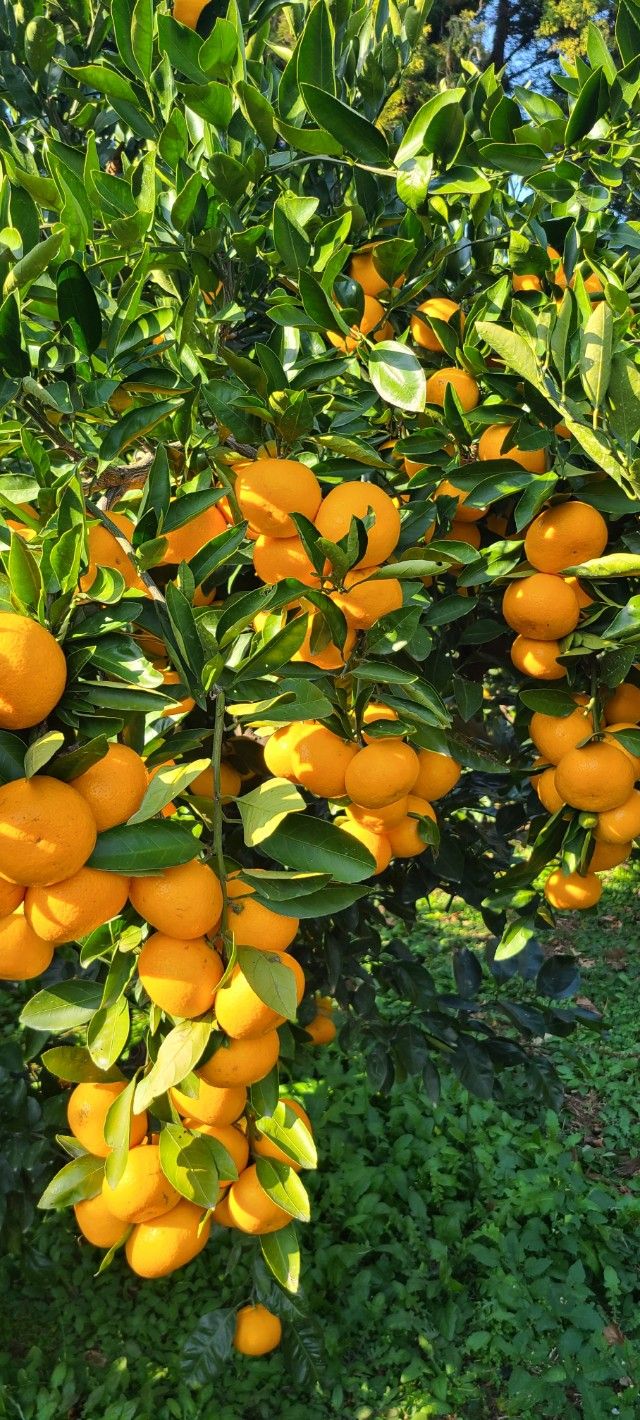 김민성님의 장터 판매 상품 [노지조생감귤무제초체] 첨부 사진