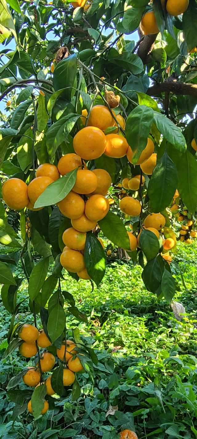 김민성님의 장터 판매 상품 [노지조생감귤무제초체] 첨부 사진