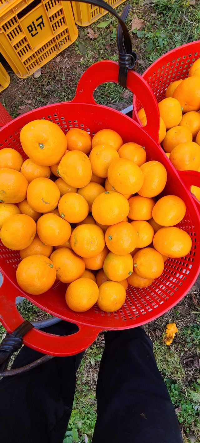 김민성님의 장터 판매 상품 [노지조생감귤무제초체] 첨부 사진