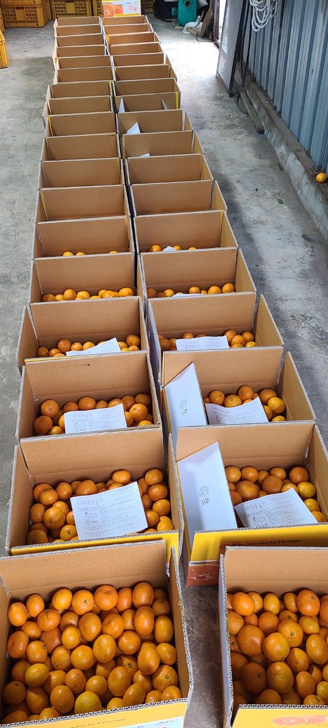 김민성님의 장터 판매 상품 [노지조생감귤무제초체] 첨부 사진