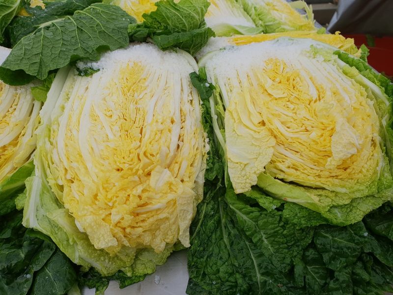 박효식님의 장터 판매 상품 [해남 절임배추 팝니다] 첨부 사진