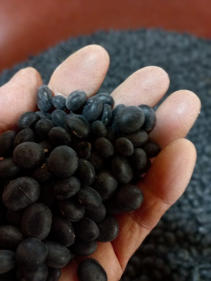 장터 상품 [햇서리태  속청 20키로] 썸네일