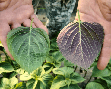 토리팜님의 장터 판매 상품 [토양미생물 제제 1박스(6개입)] 첨부 사진