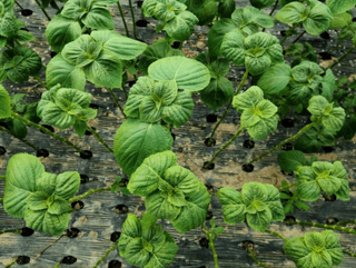 토리팜님의 작성글 사진