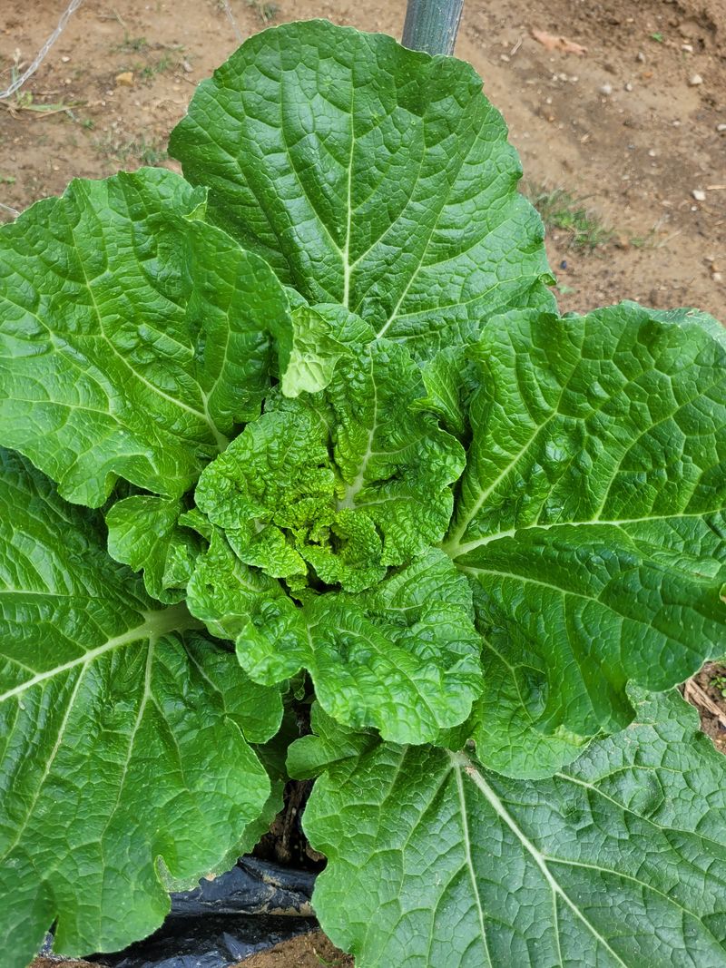 토리팜님의 장터 판매 상품 [토양미생물 제제 1박스(6개입)] 첨부 사진