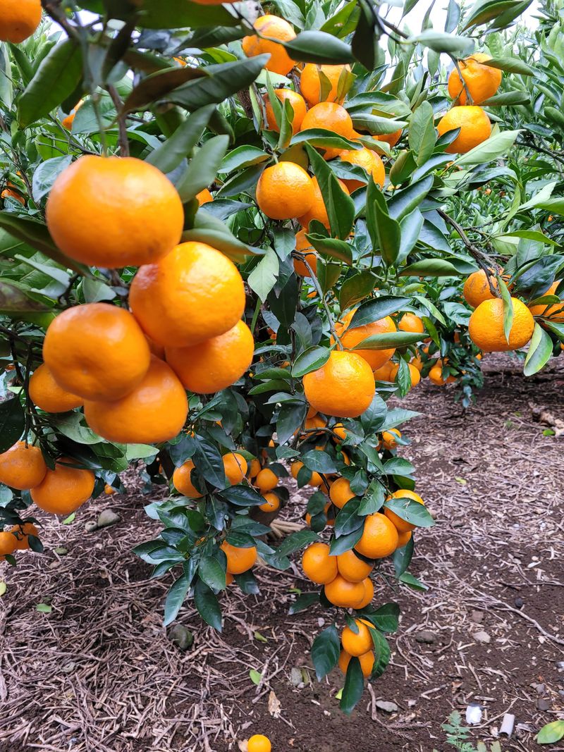 권혜숙님의 장터 판매 상품 [밀감 10Kg] 첨부 사진