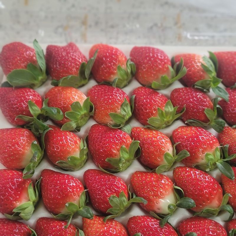 강미향님의 장터 판매 상품 [월요일 발송  설향딸기  판매합니다^^] 첨부 사진