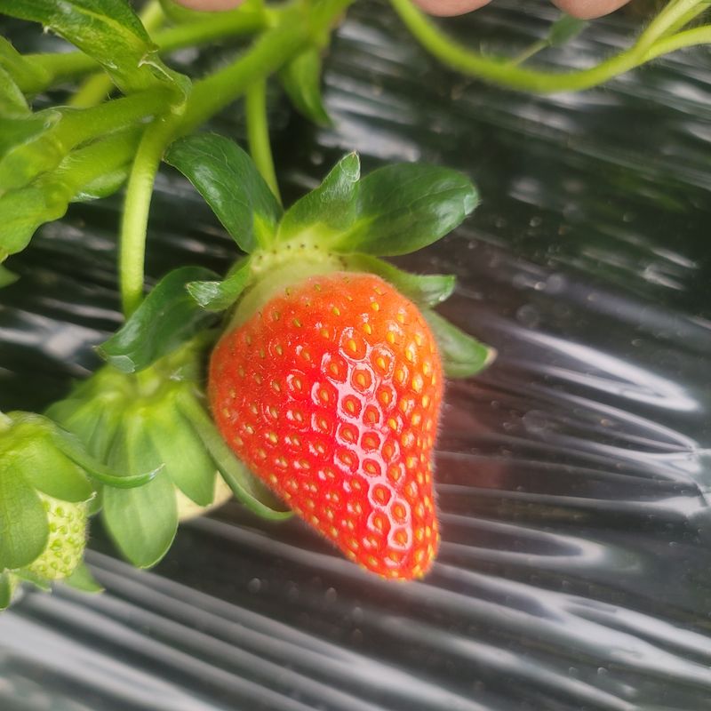 강미향님의 장터 판매 상품 [월요일 발송  설향딸기  판매합니다^^] 첨부 사진