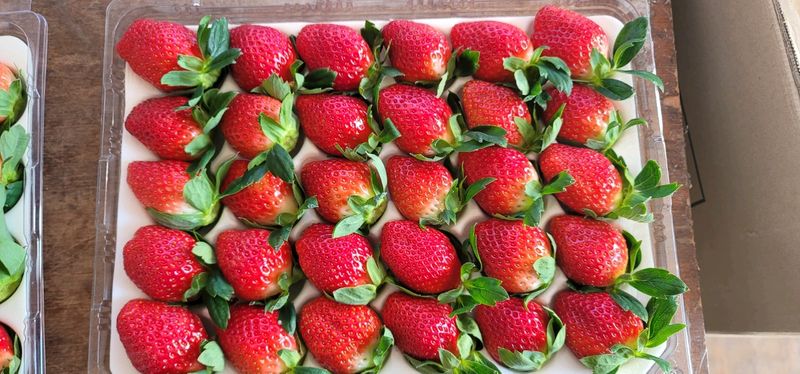 강미향님의 장터 판매 상품 [월요일 발송  설향딸기  판매합니다^^] 첨부 사진