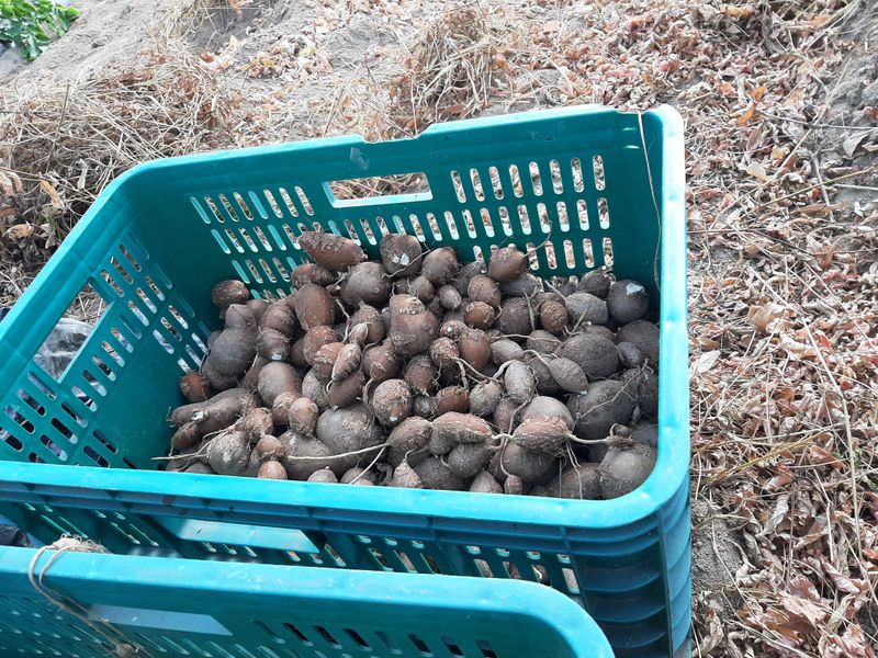 정우찬님의 장터 판매 상품 [인디안 감자  500g, 땅콩호박] 첨부 사진
