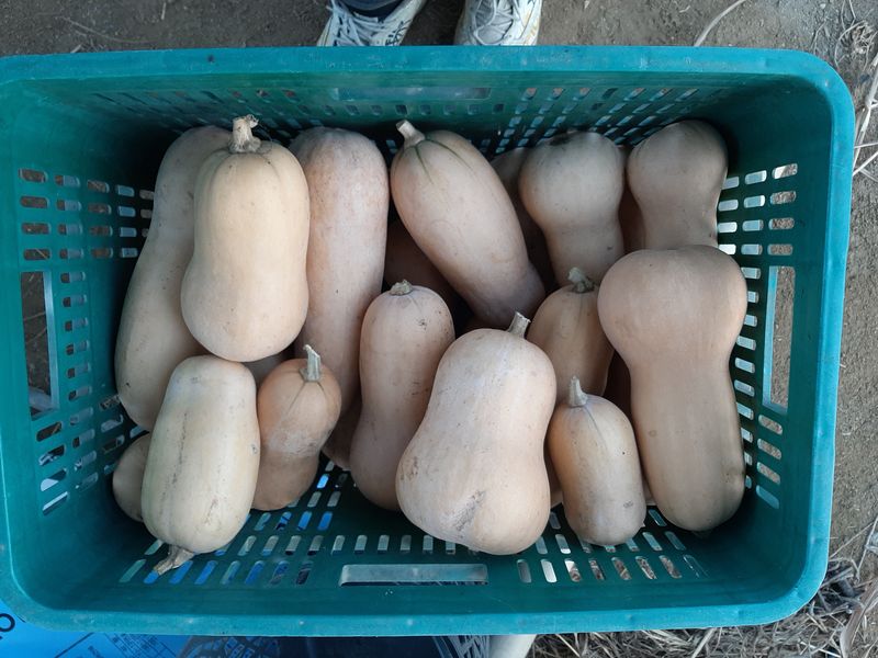 장터 상품 [인디안 감자  500g, 땅콩호박] 썸네일