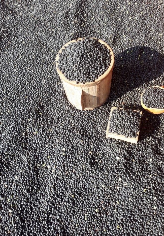 좋은들님의 장터 판매 상품 [2022년 햇서리태 1kg] 첨부 사진