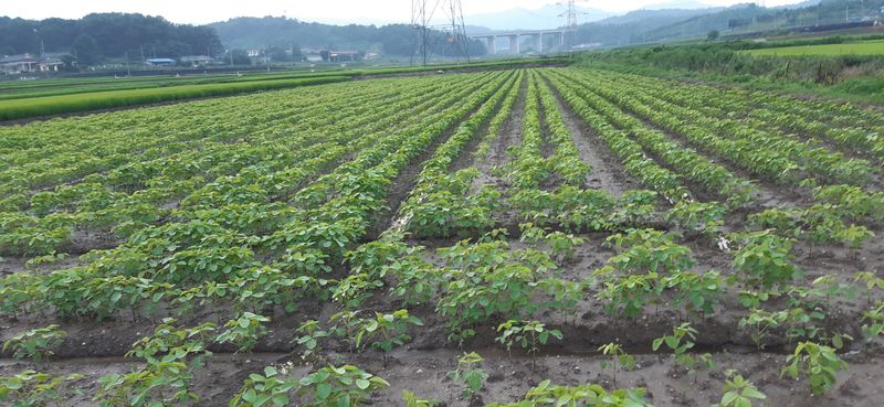 좋은들님의 장터 판매 상품 [2022년 햇서리태 1kg] 첨부 사진