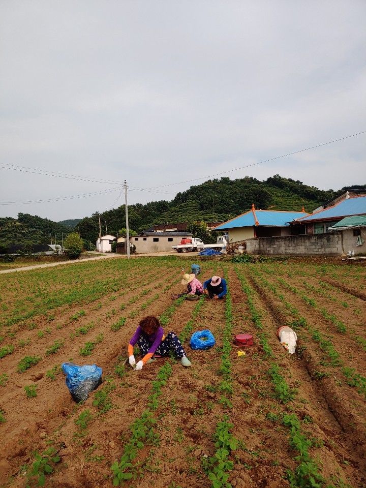 장터 상품 [2022년 햇서리태 1kg] 썸네일