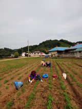 팜모닝 · 게시글 이미지