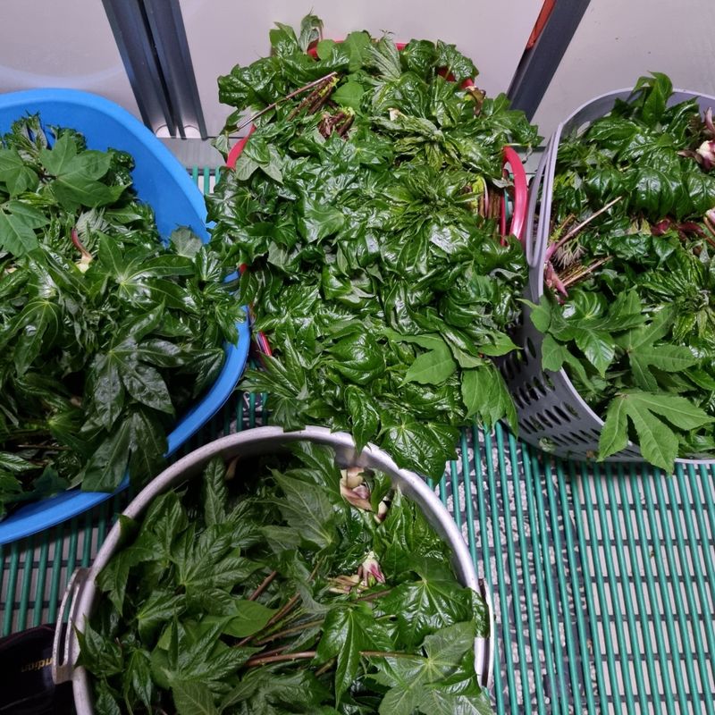 김동녀님의 장터 판매 상품 [두릅] 첨부 사진