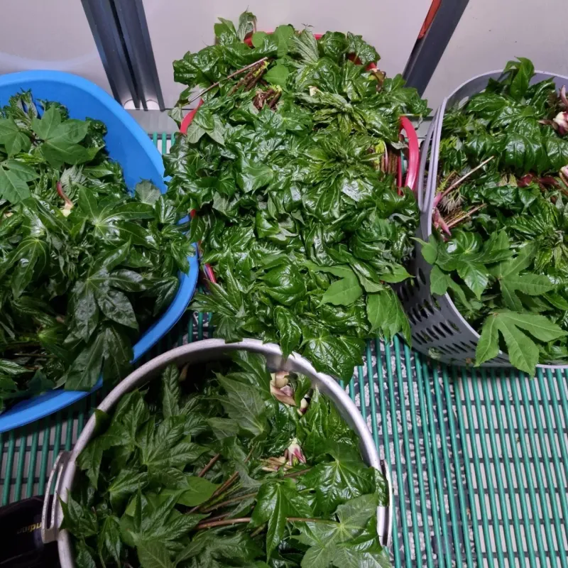 김동녀님의 장터 판매 상품 [개두릅(엄나무순)] 첨부 사진