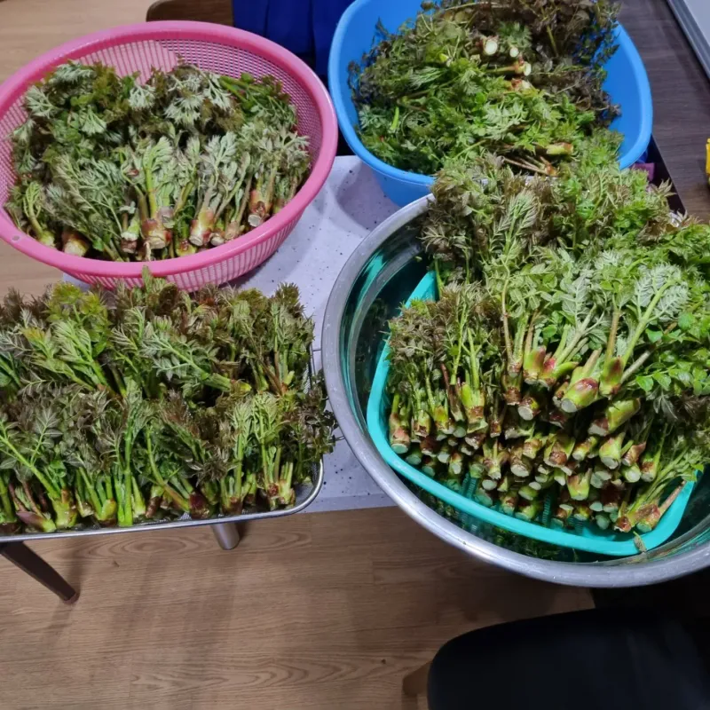 김동녀님의 장터 판매 상품 [개두릅(엄나무순)] 첨부 사진