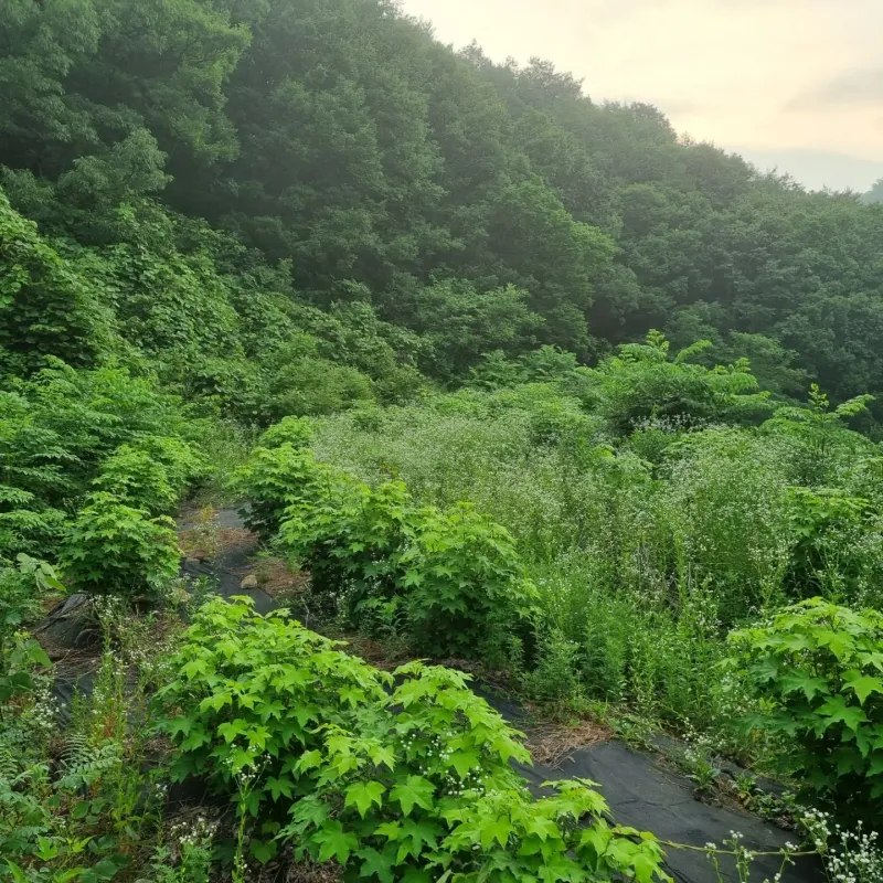 김동녀님의 장터 판매 상품 [개두릅(엄나무순)] 첨부 사진