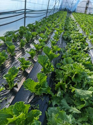 김형진님의 상추 · 자유게시판 작성글 사진