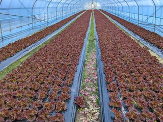 김형진님의 상추 · 자유게시판 작성글 사진