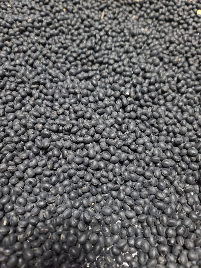 서상진님의 장터 판매 상품 [햇 서리태콩 청자5호  1k 10000원] 첨부 사진