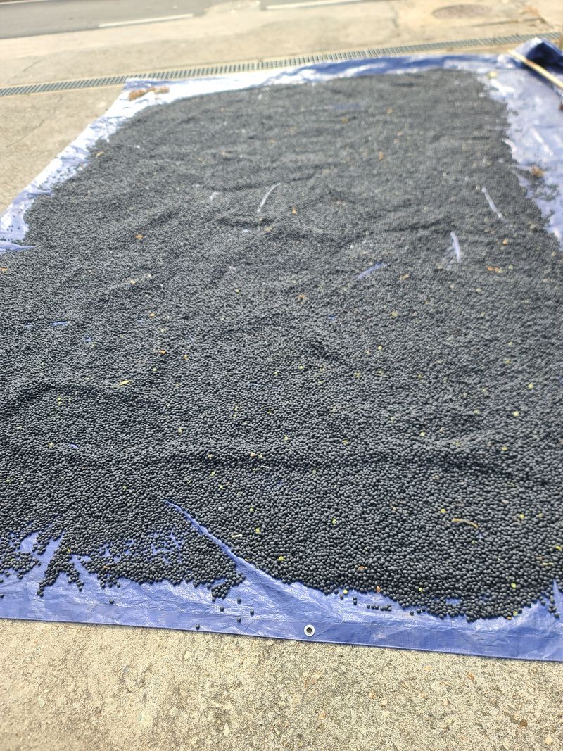 서상진님의 장터 판매 상품 [햇 서리태콩 청자5호  1k 10000원] 첨부 사진