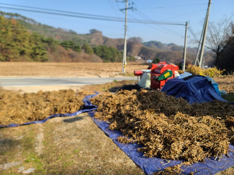 서상진님의 장터 판매 상품 [햇 서리태콩 청자5호  1k 10000원] 첨부 사진