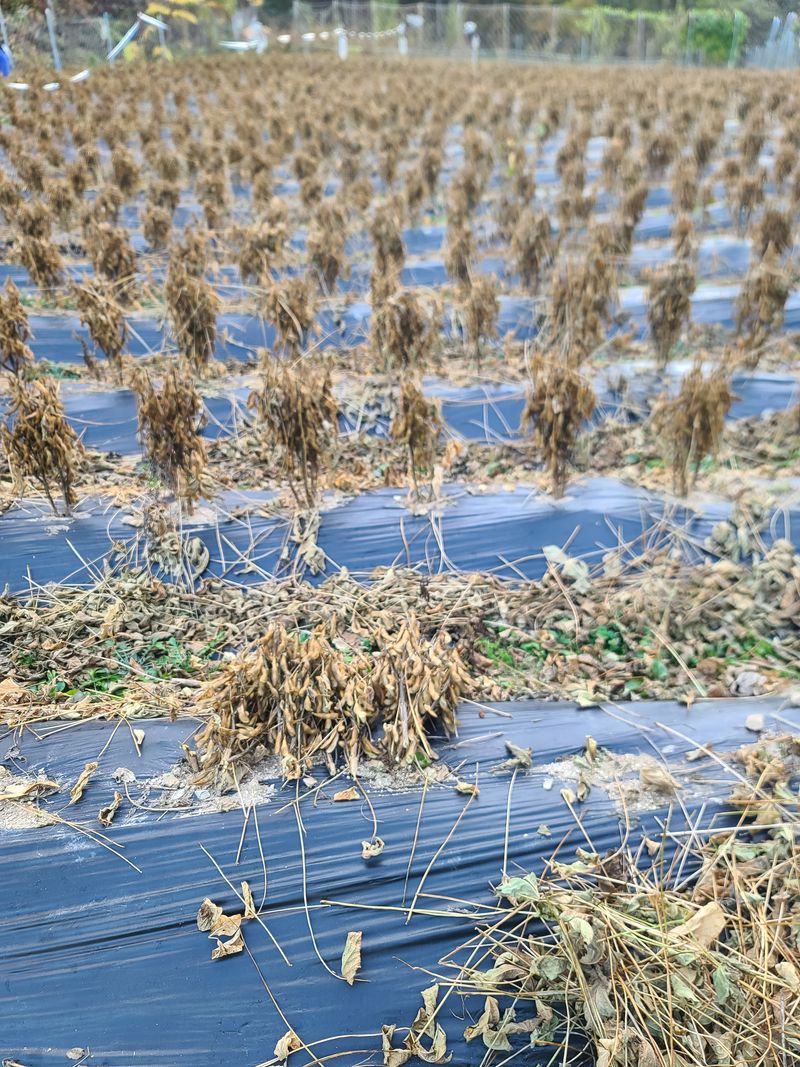 서상진님의 장터 판매 상품 [햇 서리태콩 청자5호  1k 10000원] 첨부 사진