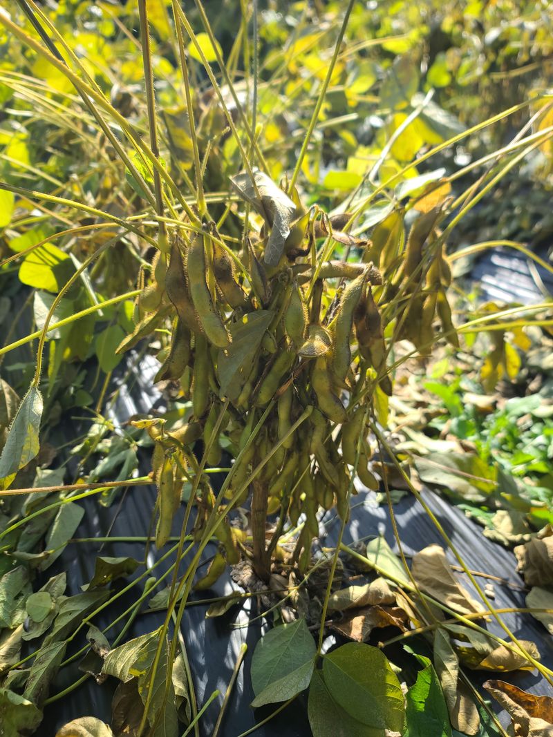 장터 상품 [햇 서리태콩 청자5호  1k 10000원] 썸네일