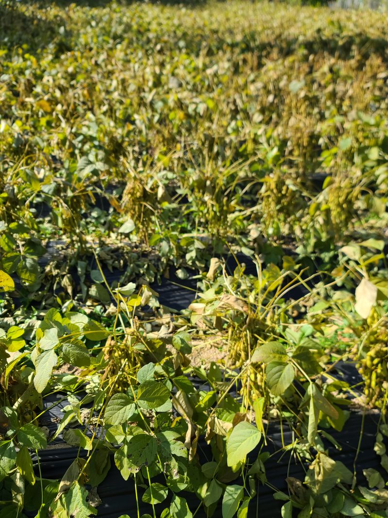 서상진님의 장터 판매 상품 [햇 서리태콩 청자5호  1k 10000원] 첨부 사진