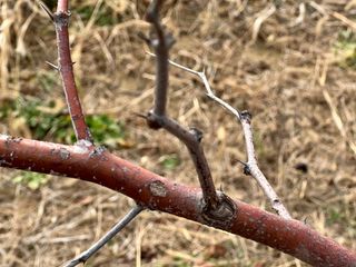 옥수수26905님의 기타작물 · 병해충상담 작성글 사진