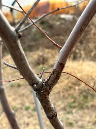 옥수수26905님의 기타작물 · 병해충상담 작성글 사진